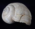 Ampullina perusta (DEFRANCE in BRONGNIART 1823) - Bild &copy; FossNet FossilienStore
